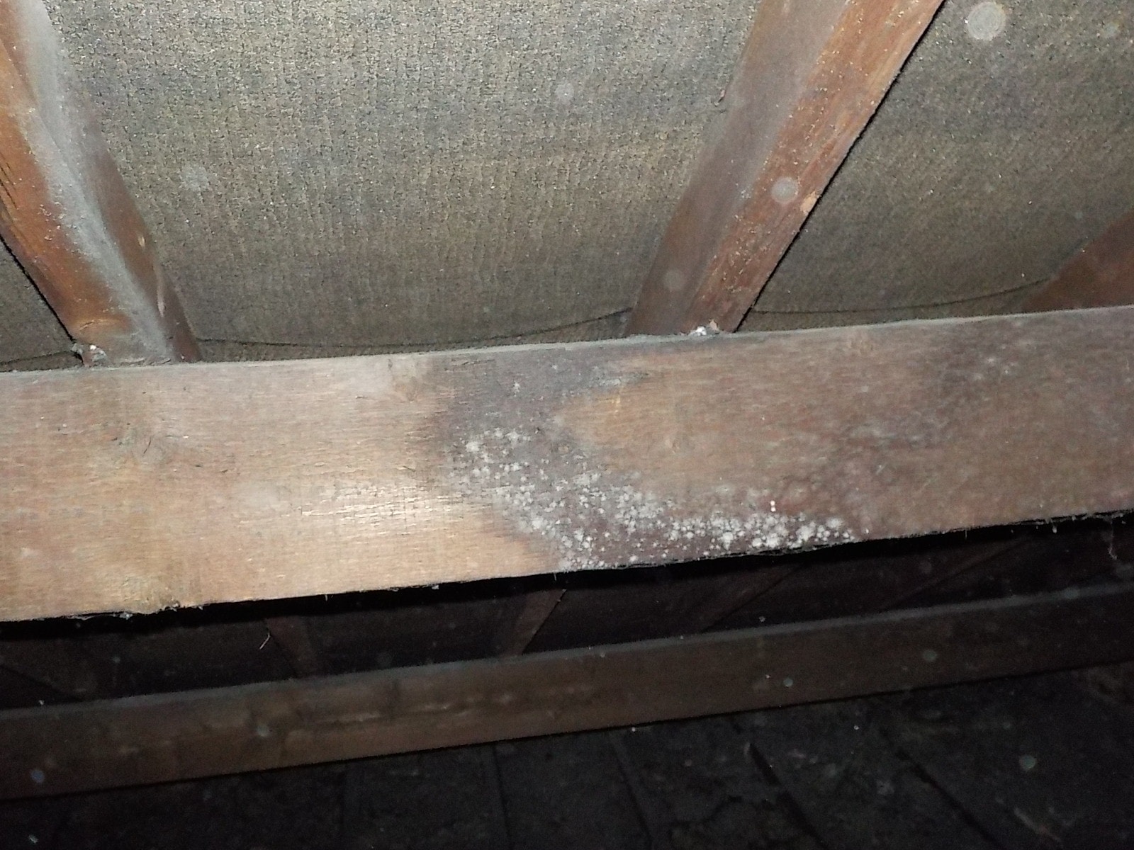 Timber and damp risk identified on a Syston 1904 terrace in a RICS HomeBuyer Report (Level 2)